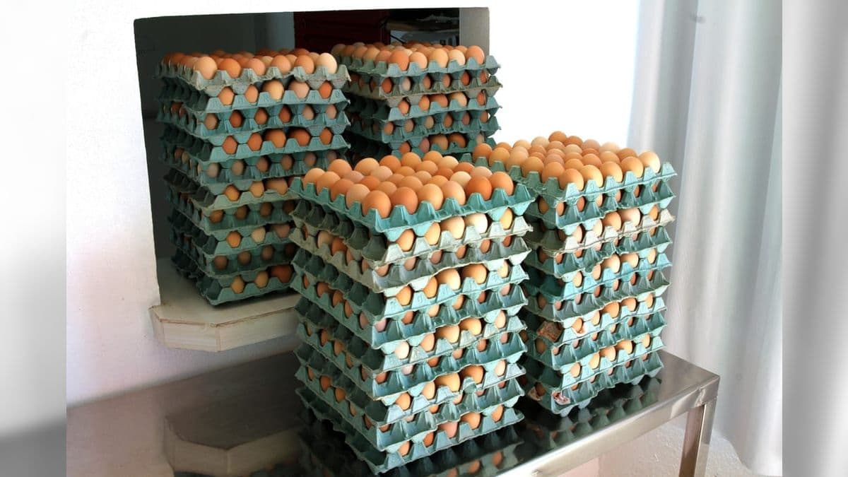 Agroindústria não precisará carimbar ovos individualmente