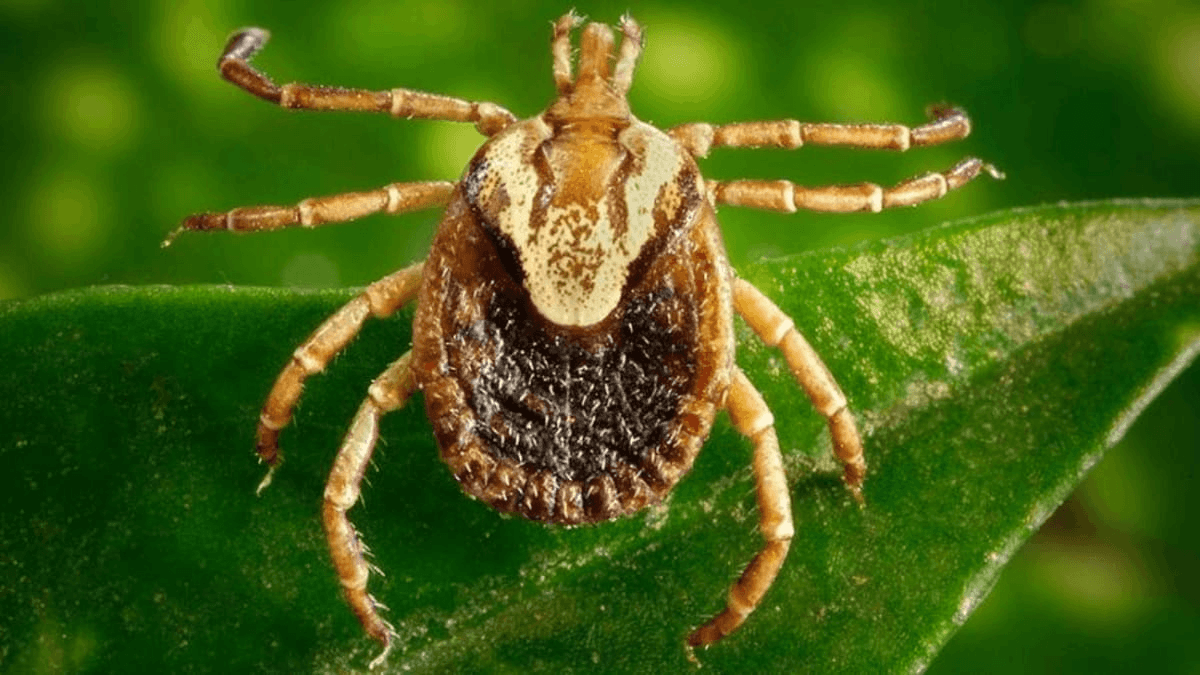 Febre maculosa é transmitida pelo carrapato