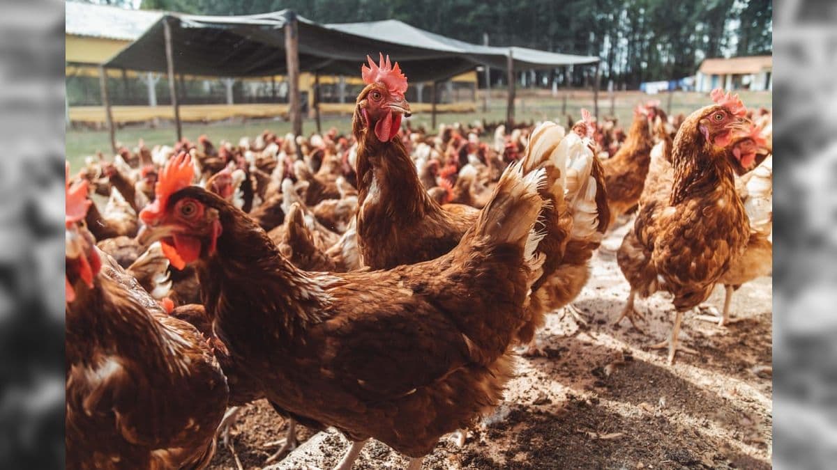 Plantel de aves no Brasil chega a 1,6 bilhão de animais