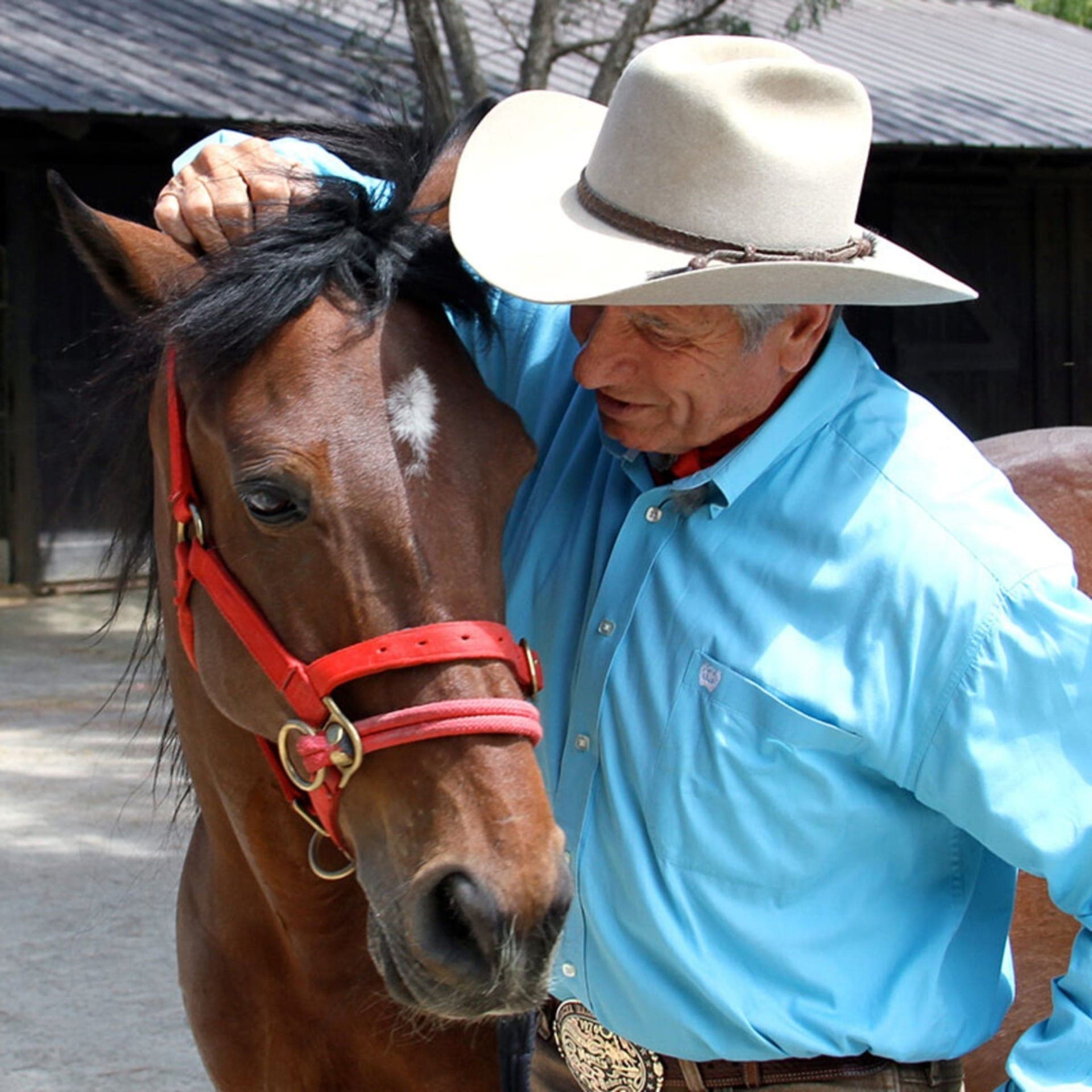 Monty Robert, o 'Encantador de Cavalos', revolucionou a técnica de adestramento equino