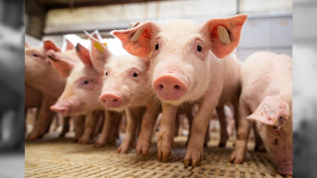 Santa Catarina é o estado brasileiro que mais exporta carne