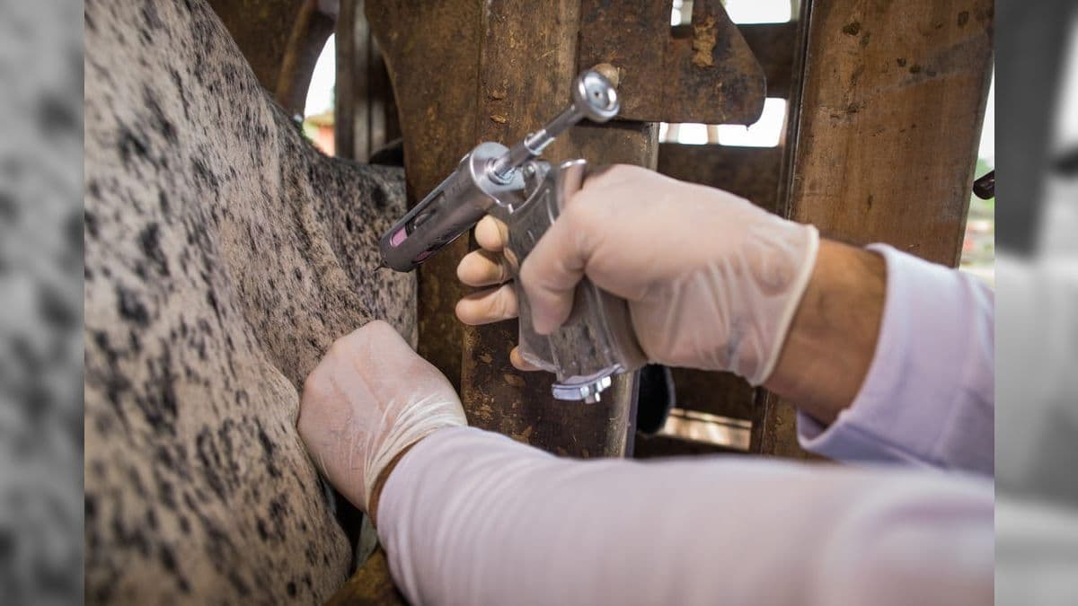 Europa enfrenta surto de febre aftosa em bovinos