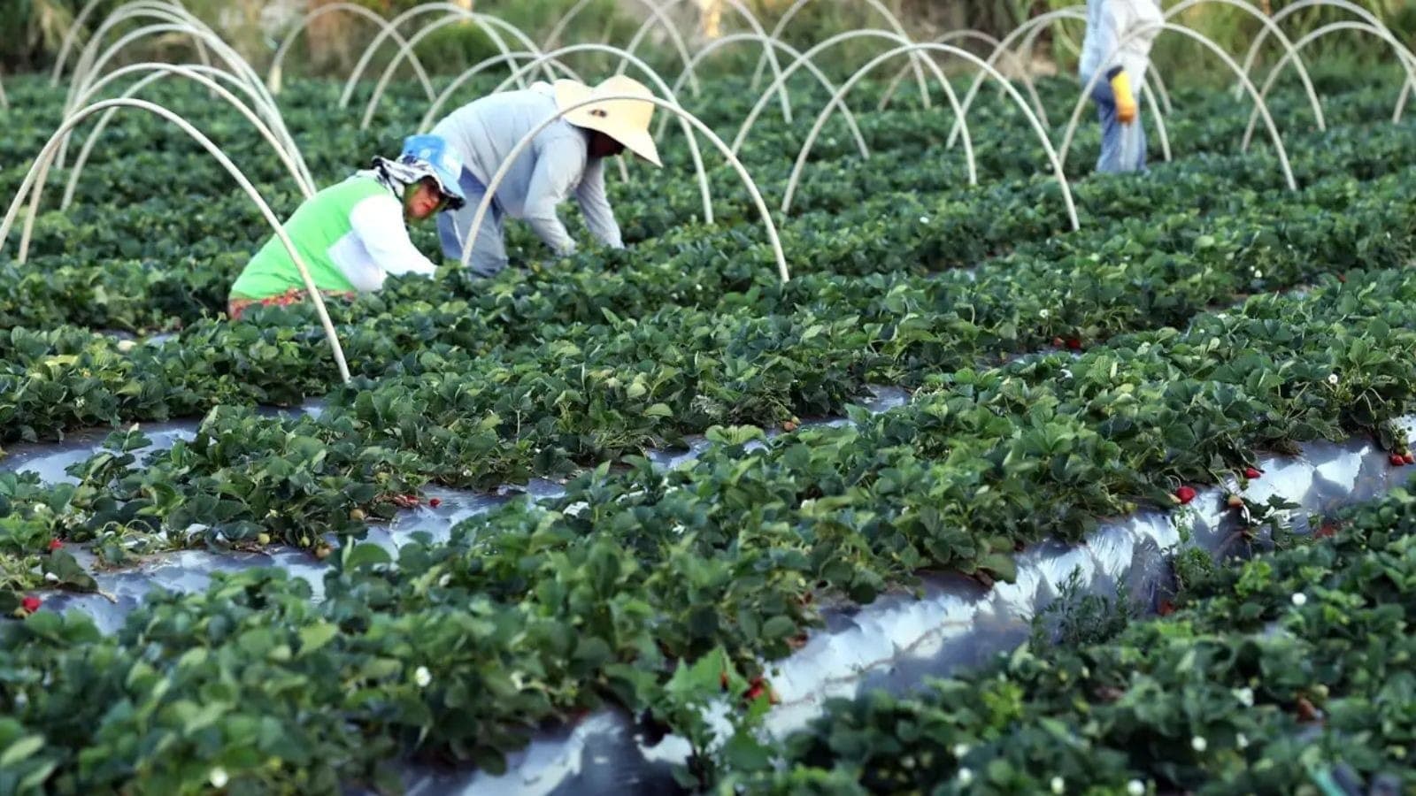 Projeções indicam que o agro vai 'bombar' em 2026