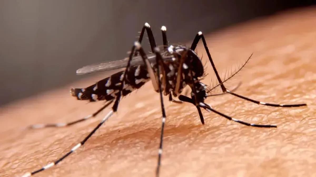 Mosquito da dengue
