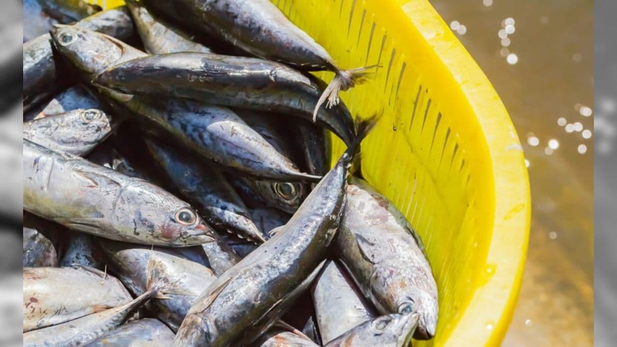 Brasil obtém autorização para exportar pescados para a China