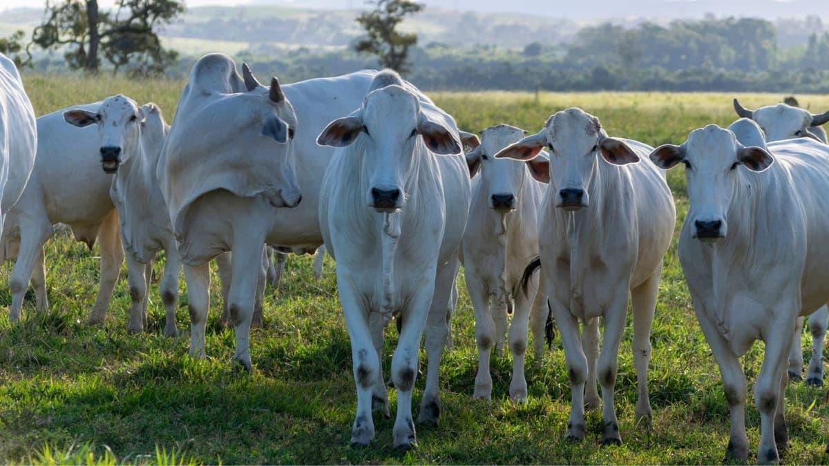 Setor agropecuário