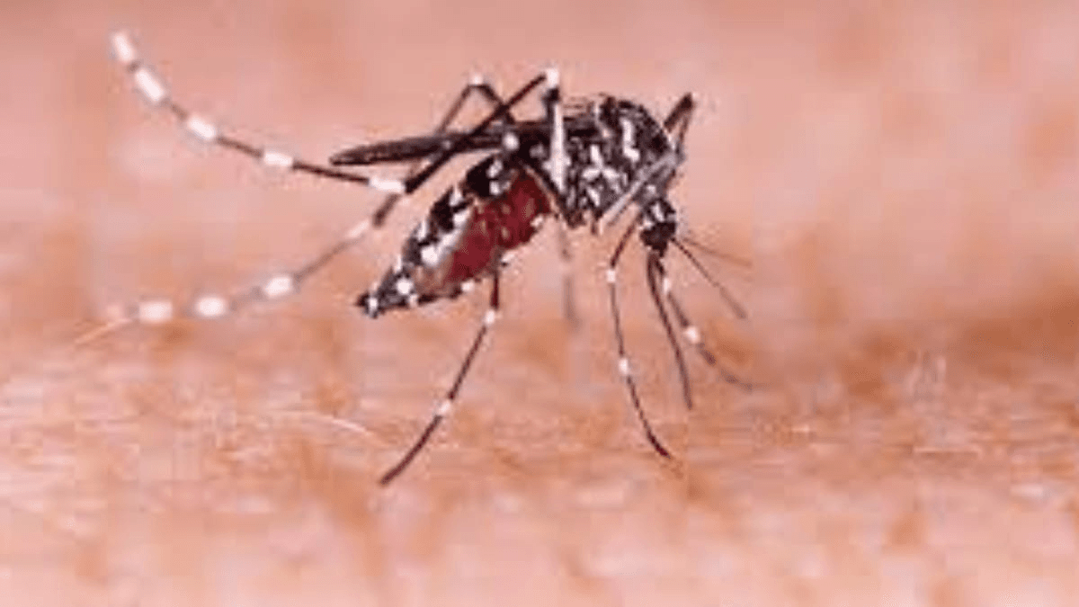 A cidade tem 6.156 casos confirmados de dengue e uma morte