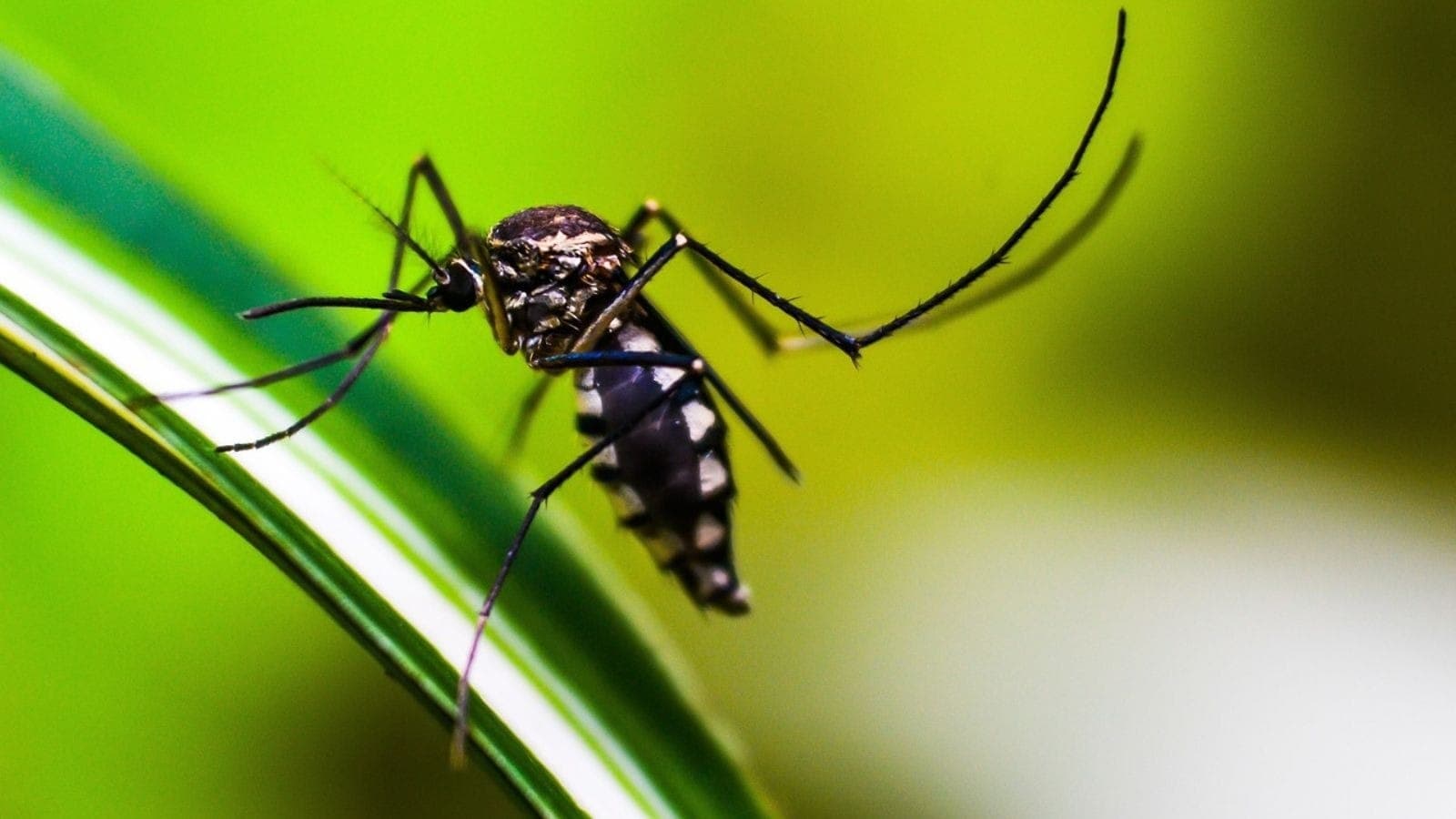 São Paulo deve decretar emergência devido à dengue no estado