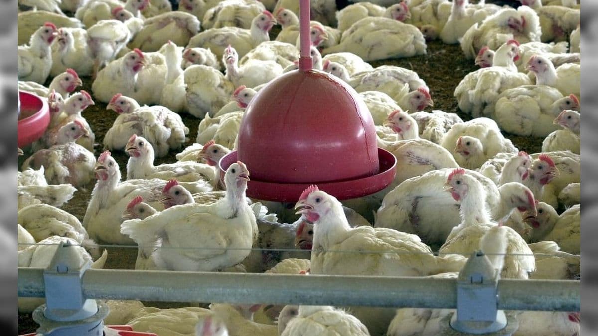Ministério investiga caso de gripe aviária