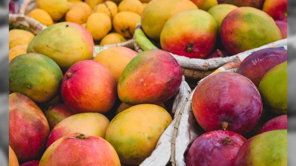 A manga está entre as frutas mais exportadas do Brasil