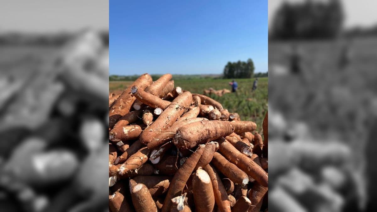 A maior disponibilidade de mandioca no mercado é explicada pela estratégia dos produtores rurais