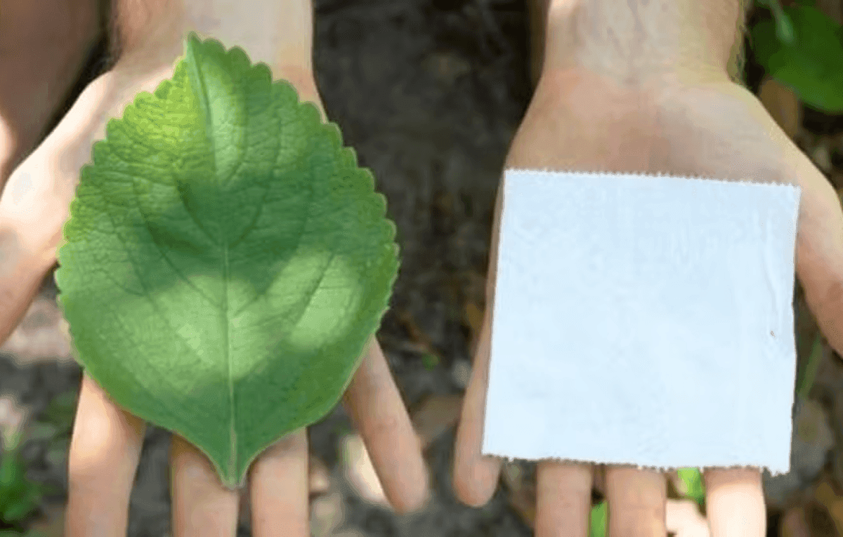 Plantas são usadas como alternativa no lugar do papel higiênico na África e EUA