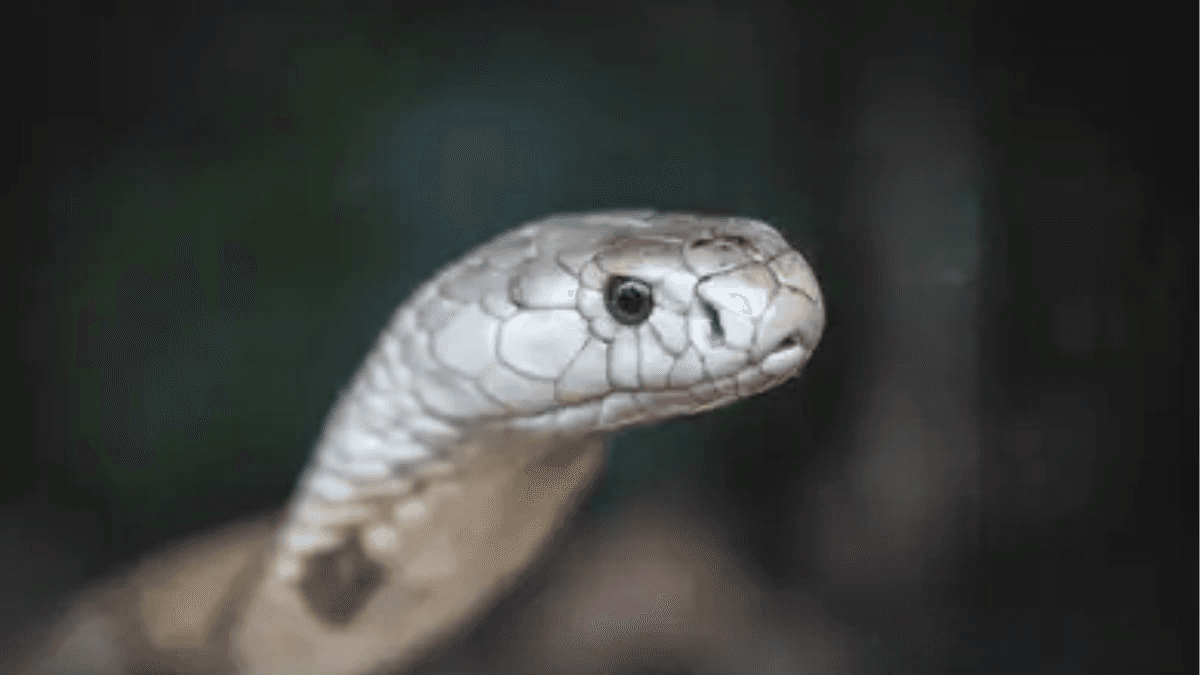 O que fazer em caso de picada de cobra
