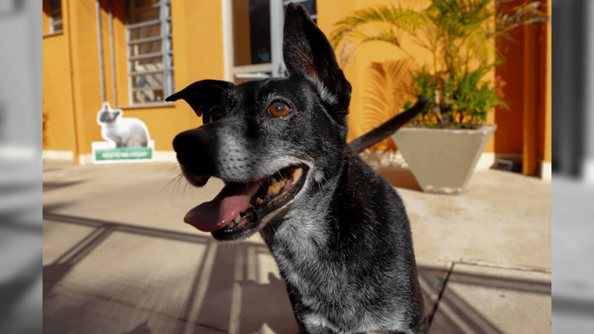 Vacinação antirrábica gratuita para cães e gatos acontece neste sábado (22) em Jacareí