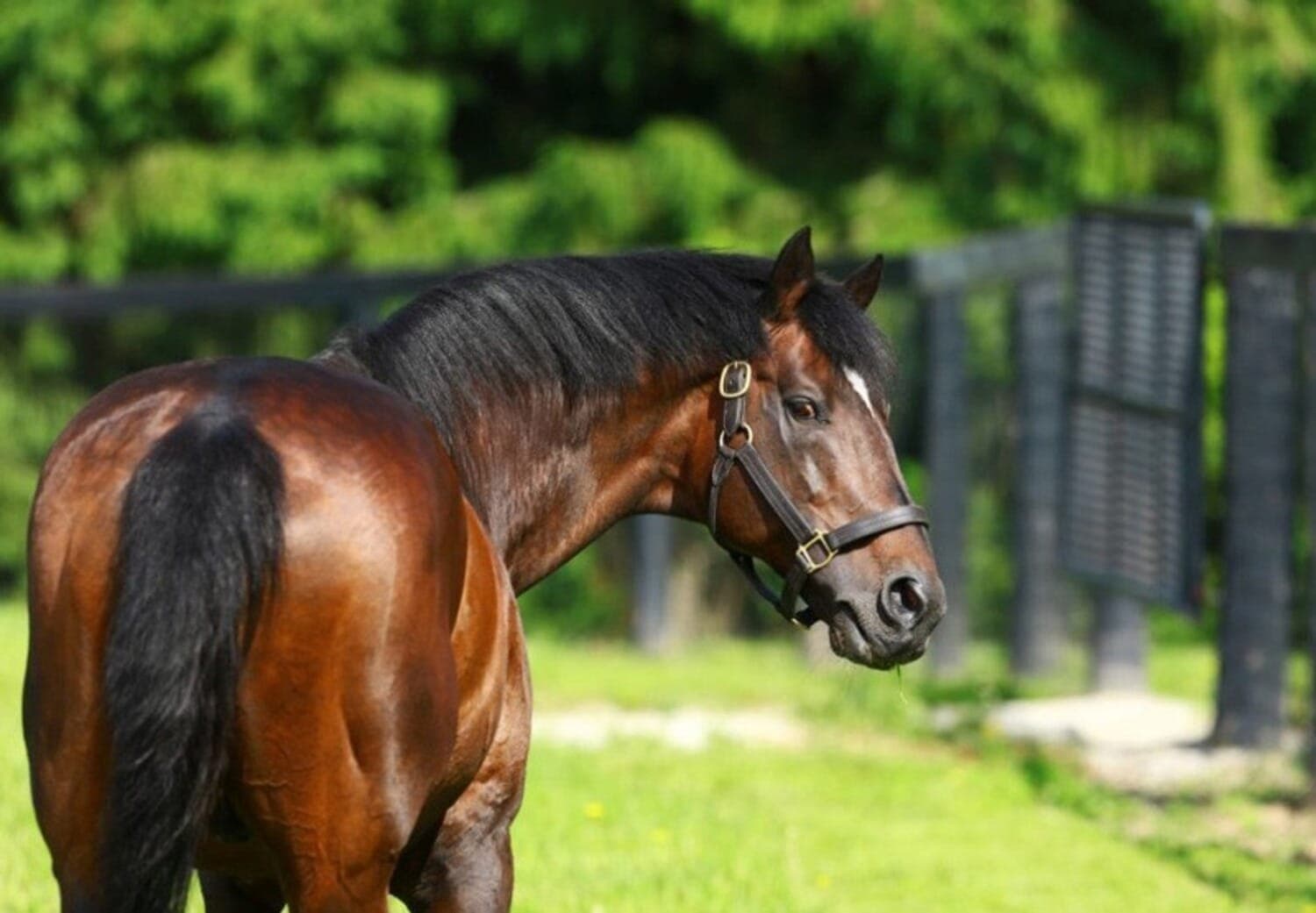 Cavalo chamado Fusaichi Pegasus foi o mais caro do mundo