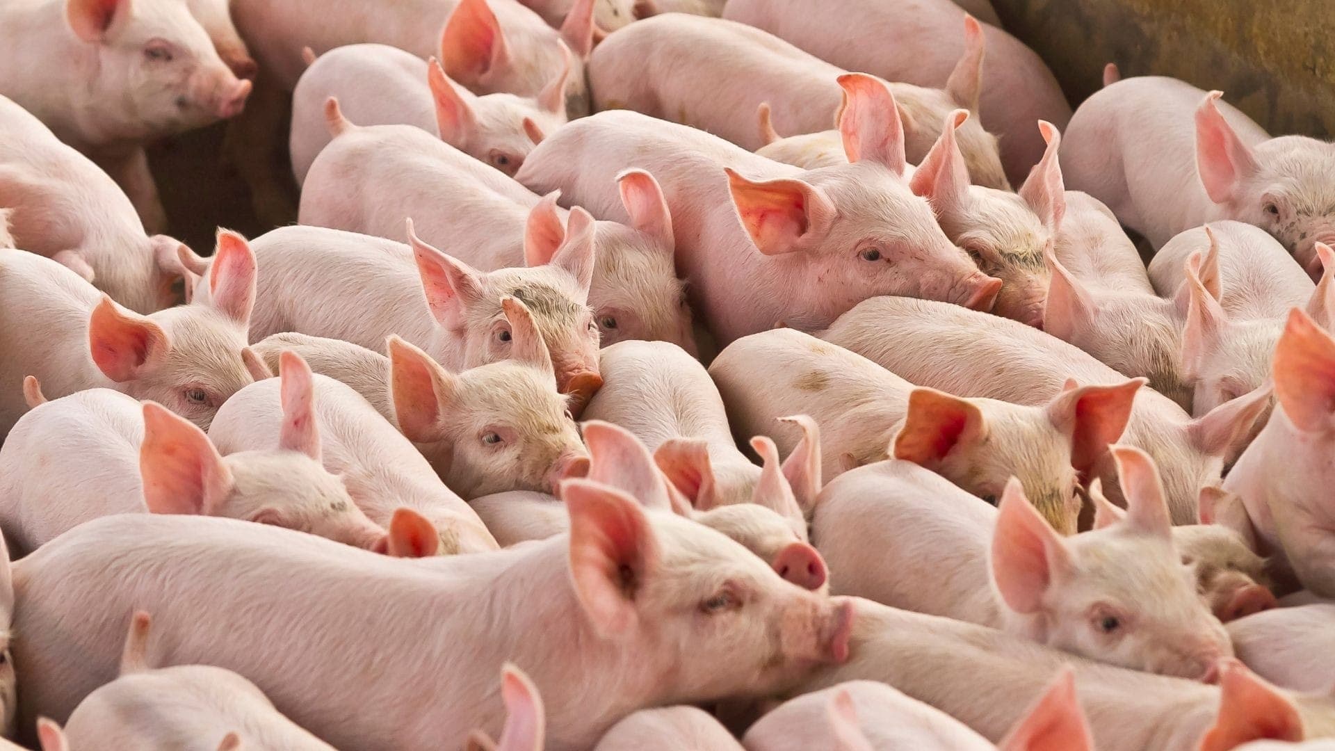Em fevereiro, preço da carne de porco subiu
