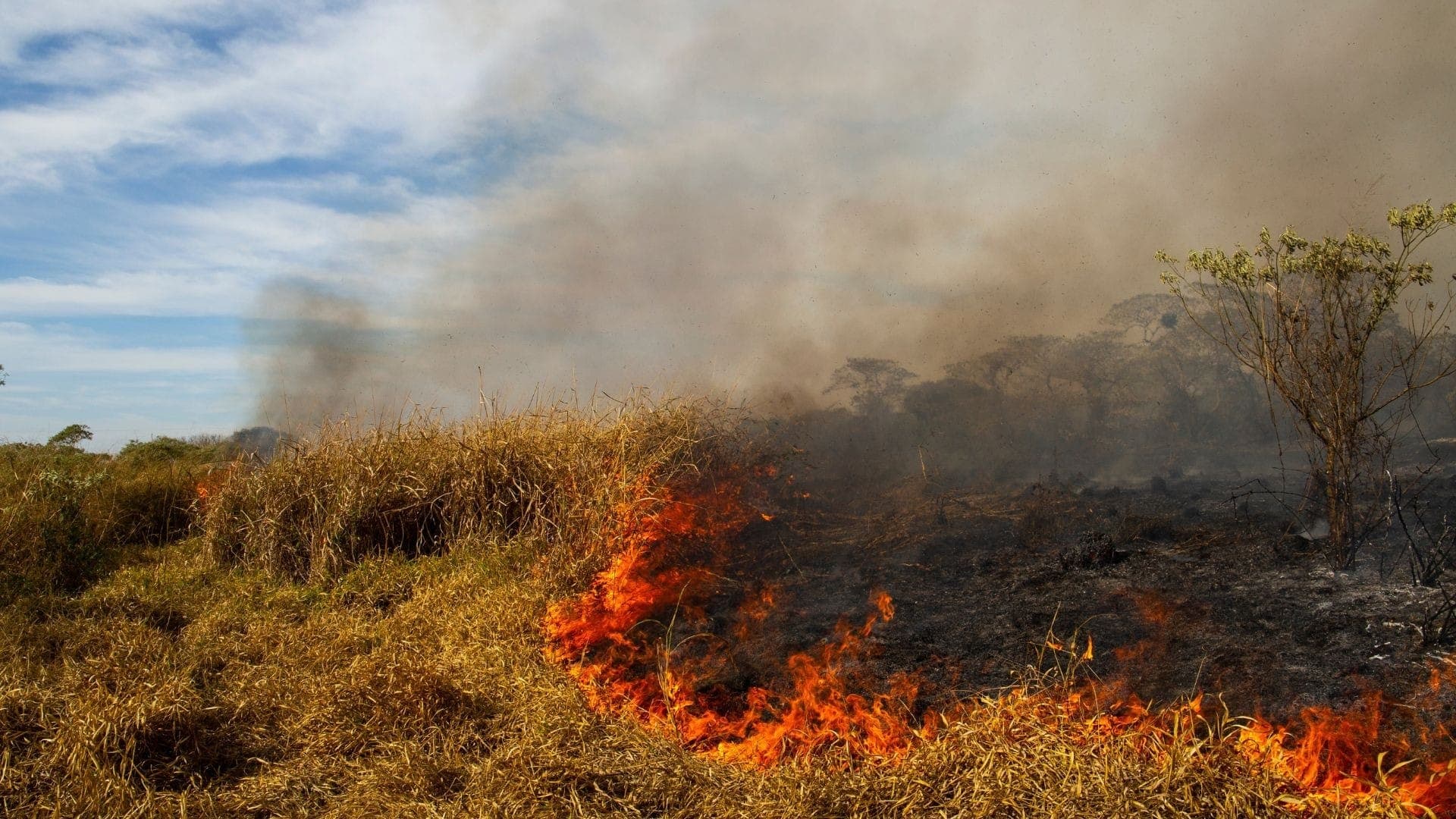 Queimadas na Amazônia aumentaram, mas foram reduzidas no Cerrado e Pantanal