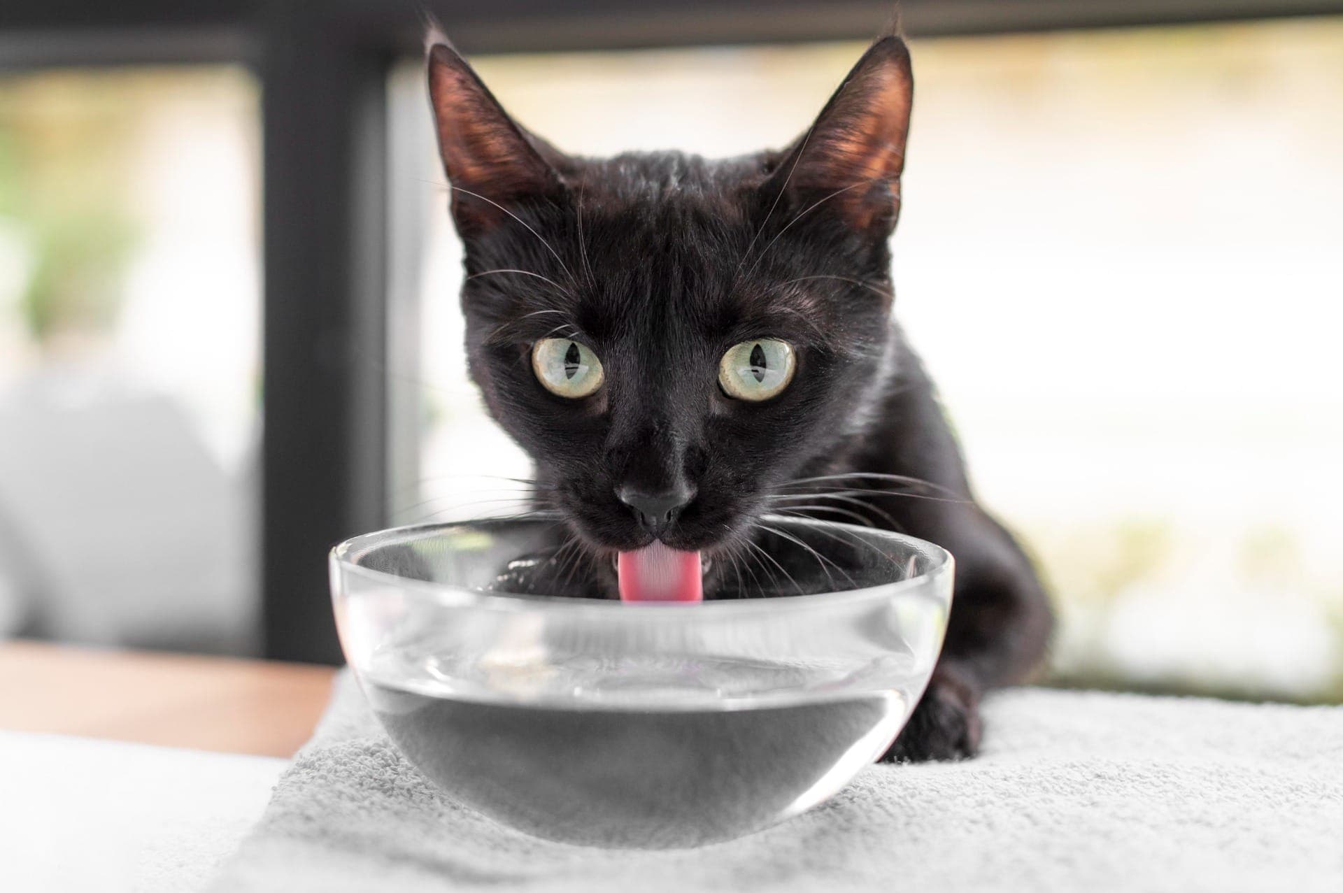 gato