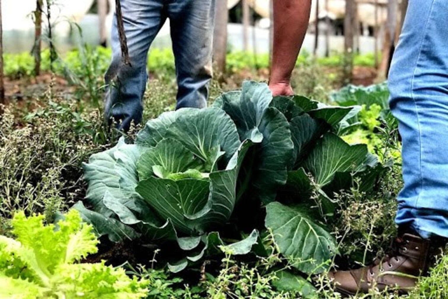 Uso de bioinsumos aumenta no Brasil e movimenta R$ 6,2 bi em um ano