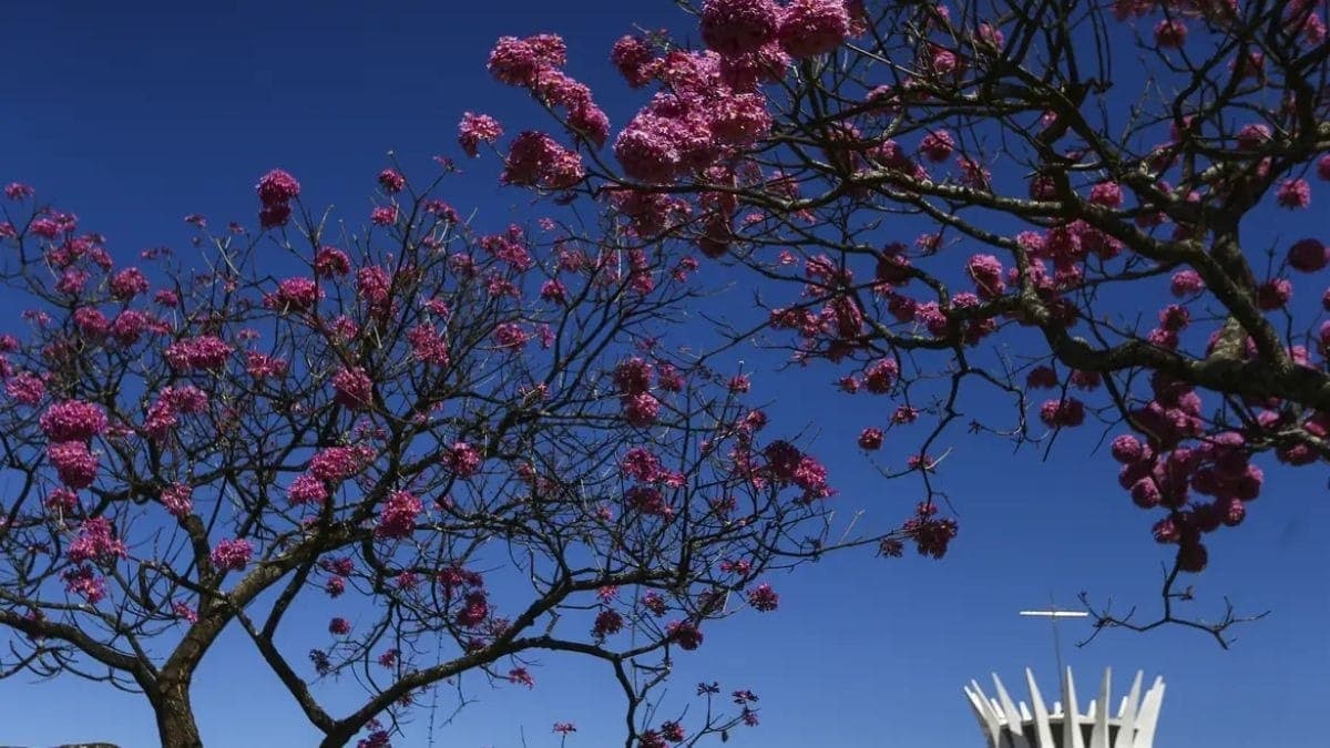 Primavera tem início em 22 de setembro