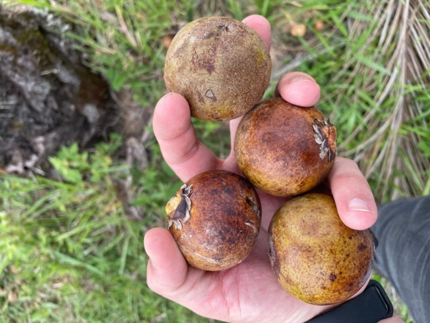 A superfruta brasileira que dá de 10 no azeite de oliva caro