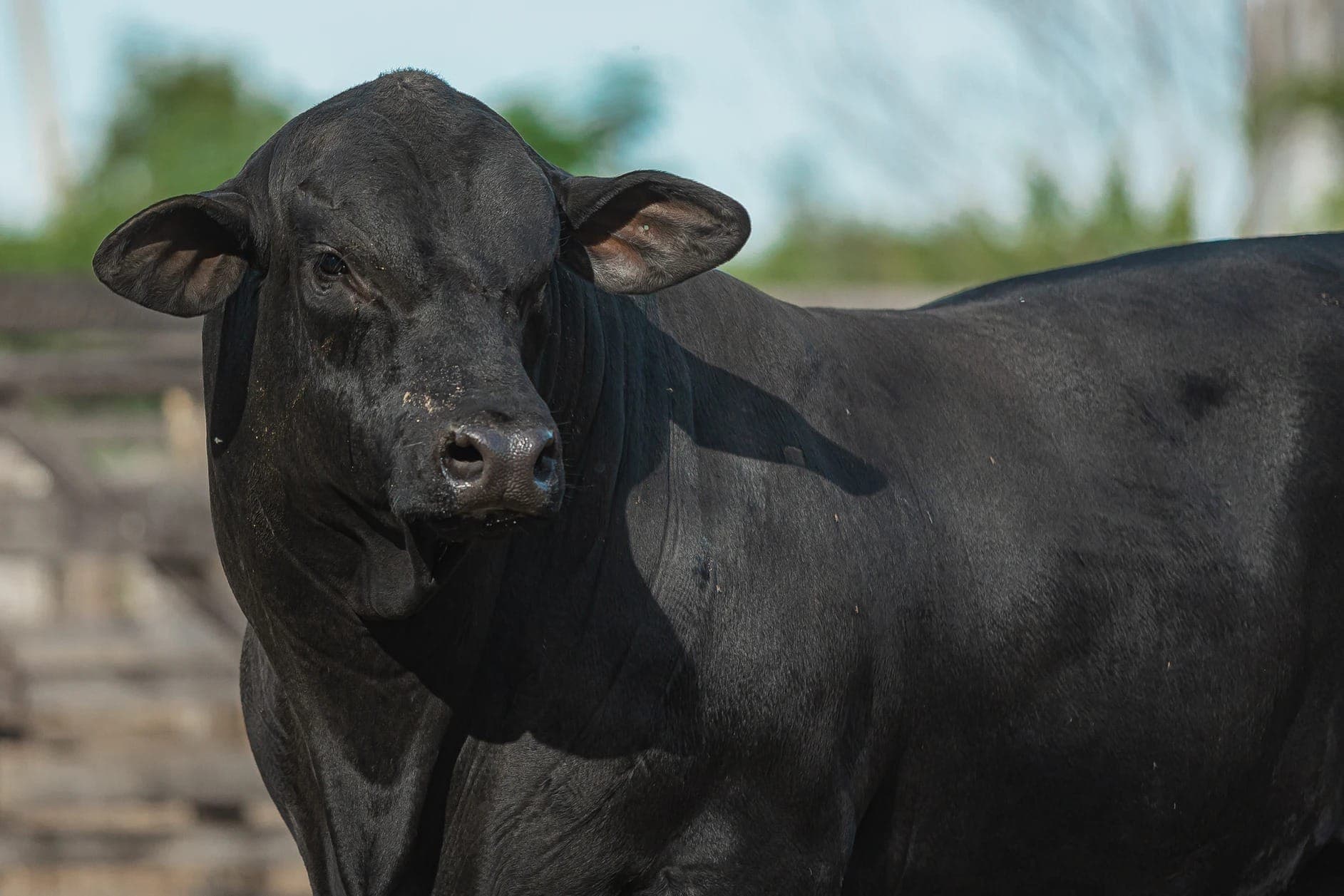 Embrapa busca parceiros criadores de gado Brangus