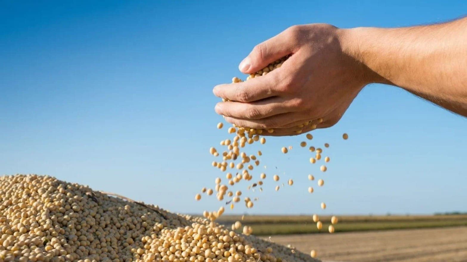 Mato Grosso é a região que mais produz soja no Brasil