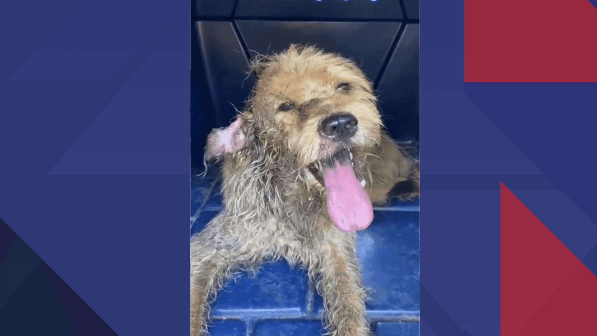 Do total de ocorrências, 751 envolveram cães e gatos