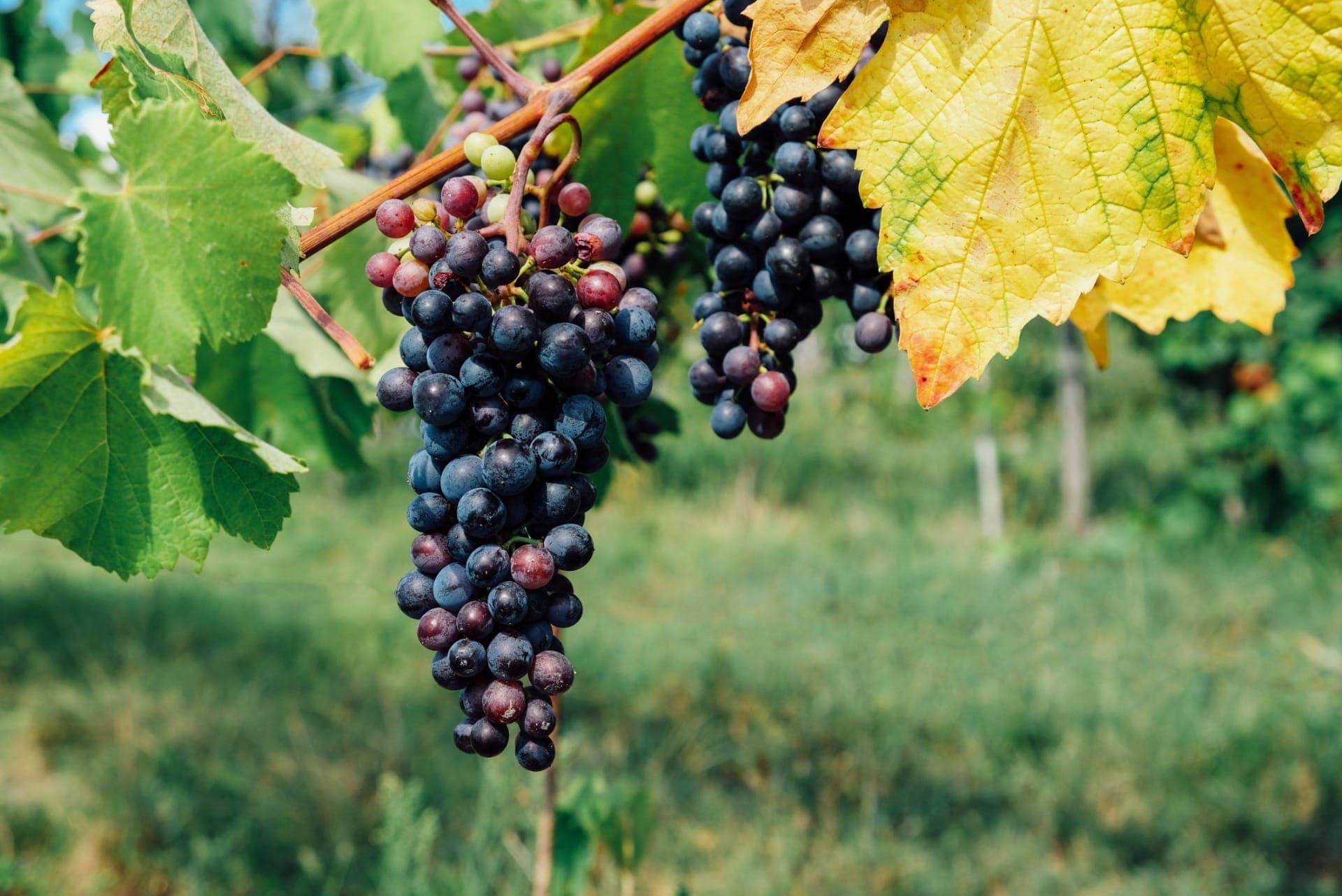 Vinhos são produzidos com uvas tipicas do Vale dos Vinhedos
