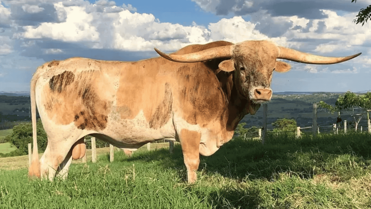Boi mais chifrudo do mundo está ganhando admiradores no Brasil