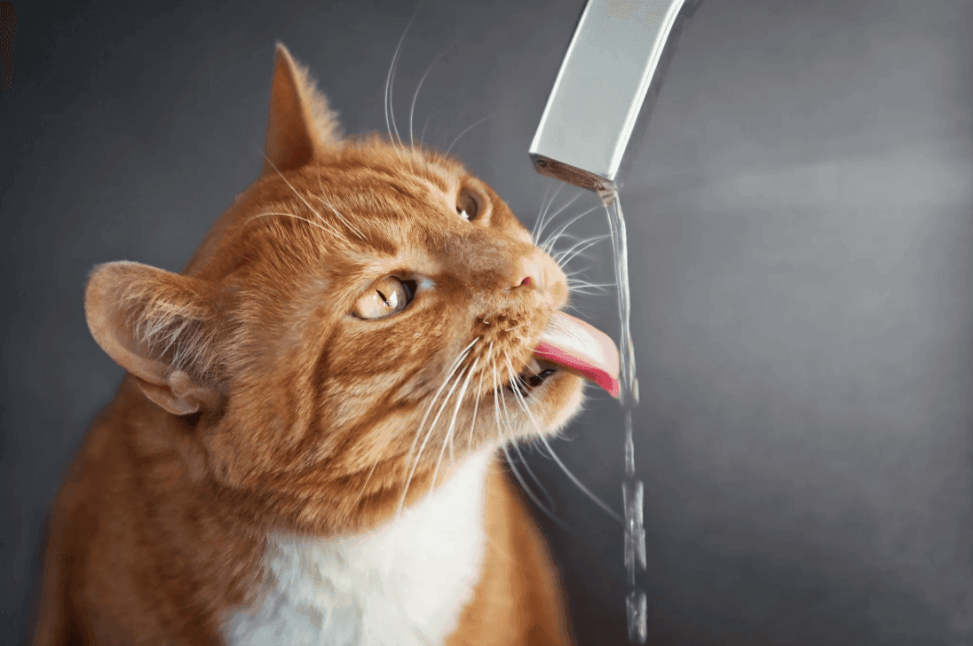 Seu Gato Está Bebendo Pouca Água? Veja Como Incentivá-lo a se Hidratar!