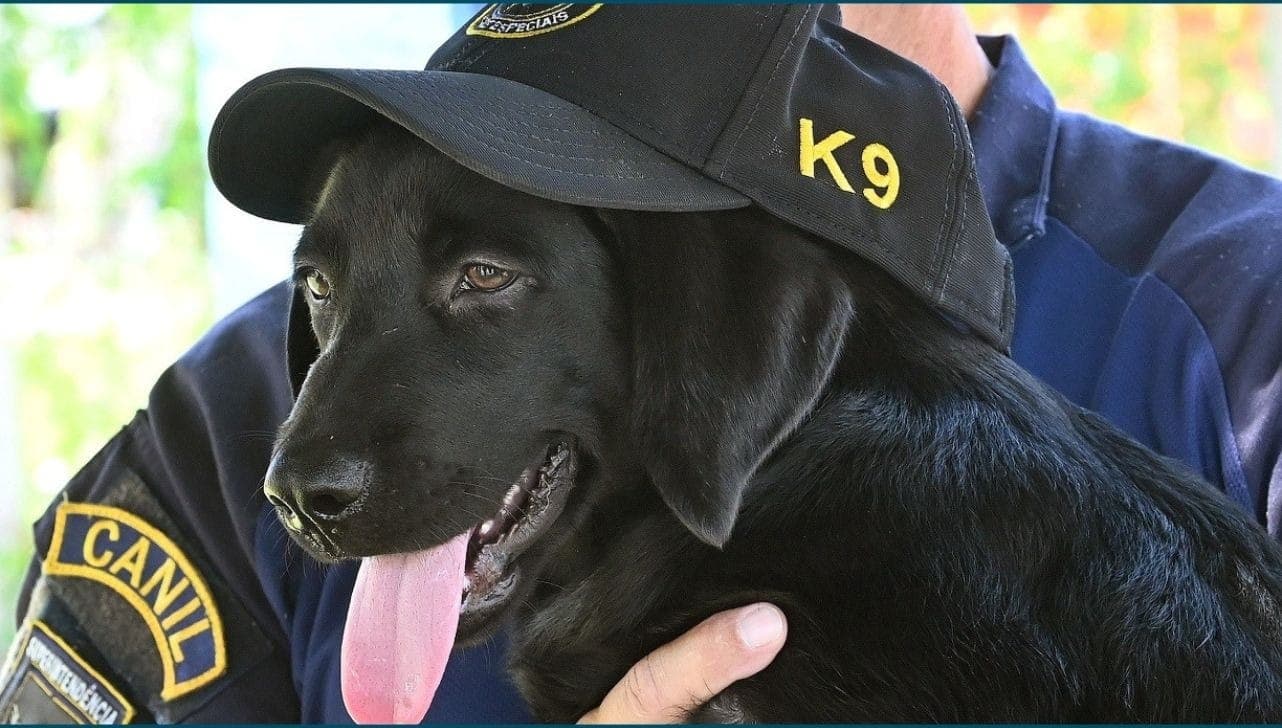 O cachorro é um labrador preto macho de quatro meses de idade