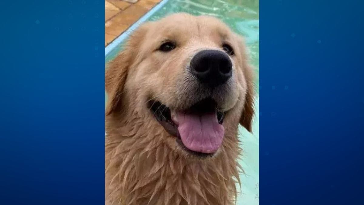 Cadela Mia foi encontrada enterrada no quintal de adestrador