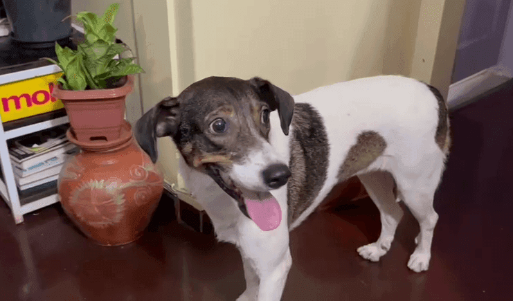 Além da nova casa, ela também recebeu um novo nome: Zoe Verneck