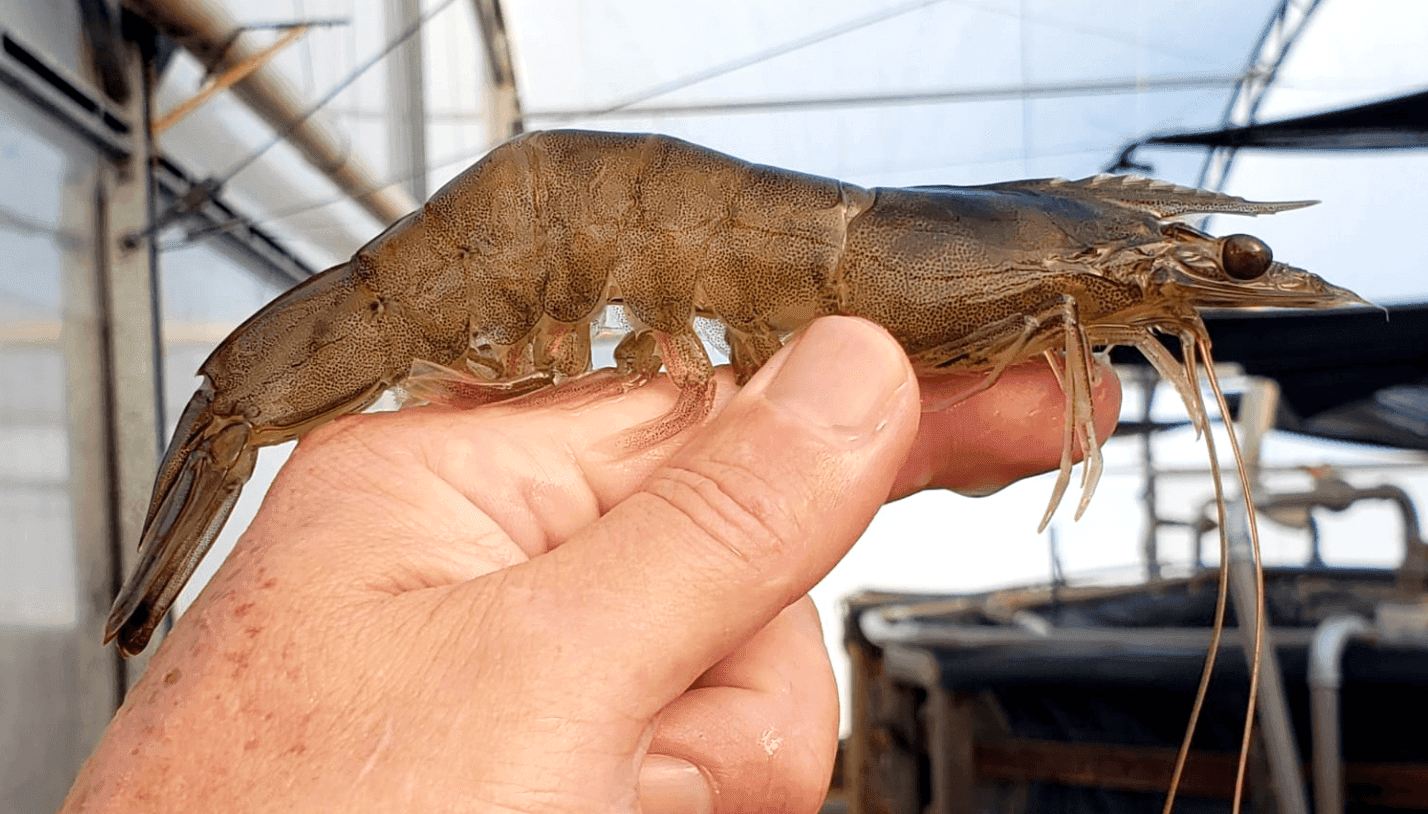 Pesca de camarão volta a ser liberada no Litoral Norte