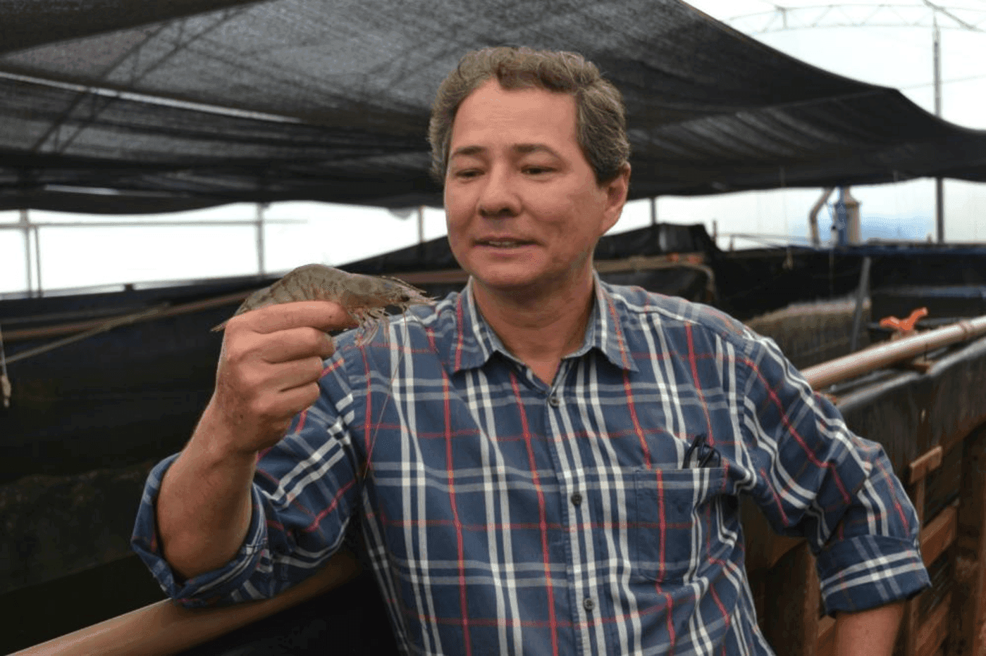 Pesquisador Fabio Sussel cria camarões longe do mar