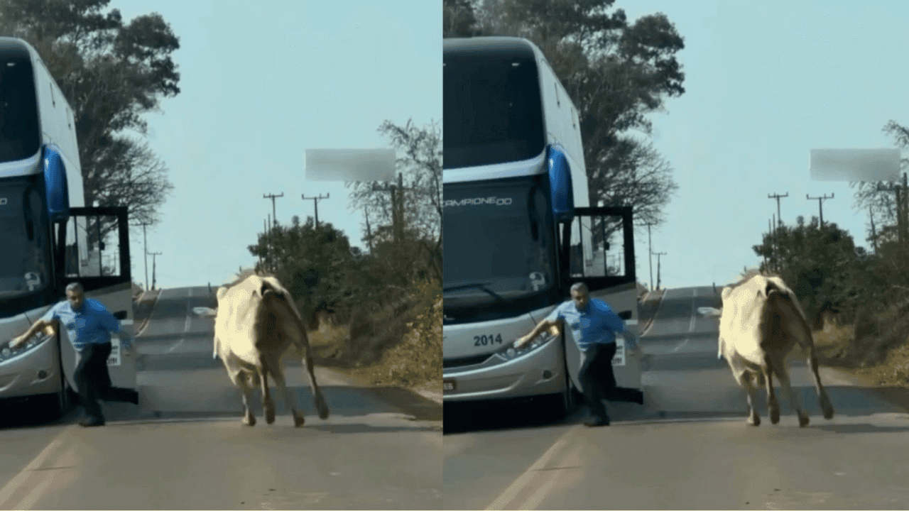 Motorista tenta espantar boi que estava na pista e é perseguido