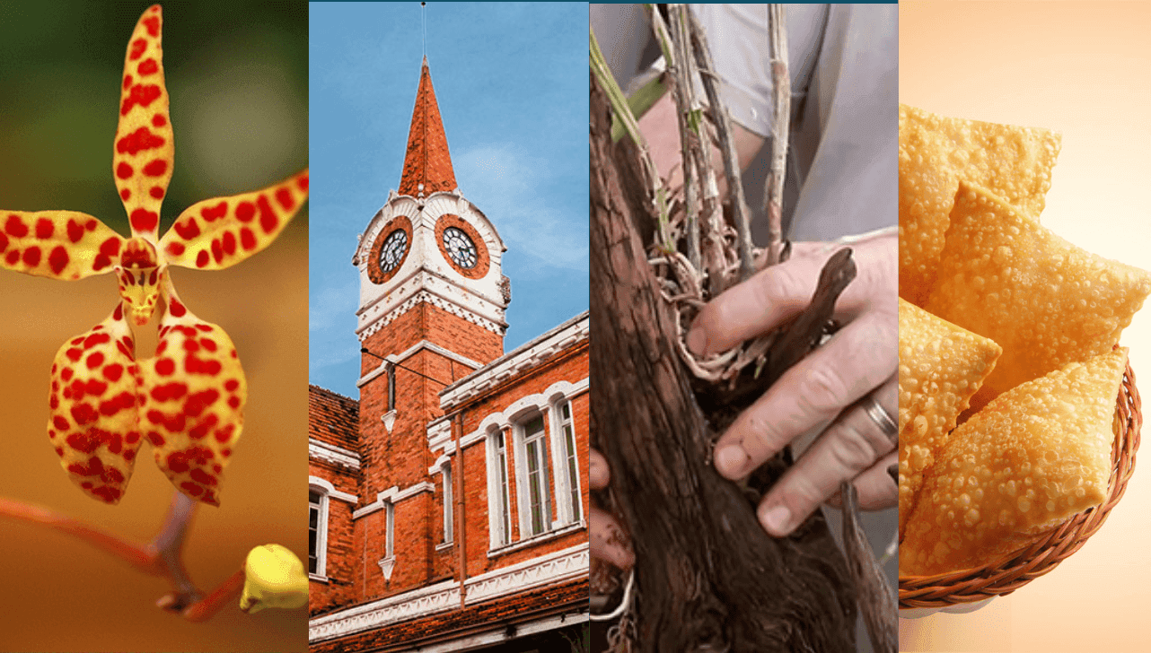 Haverá oficinas gratuitas sobre cultivo de orquídeas e outras flores, artesanato e praça de alimentação