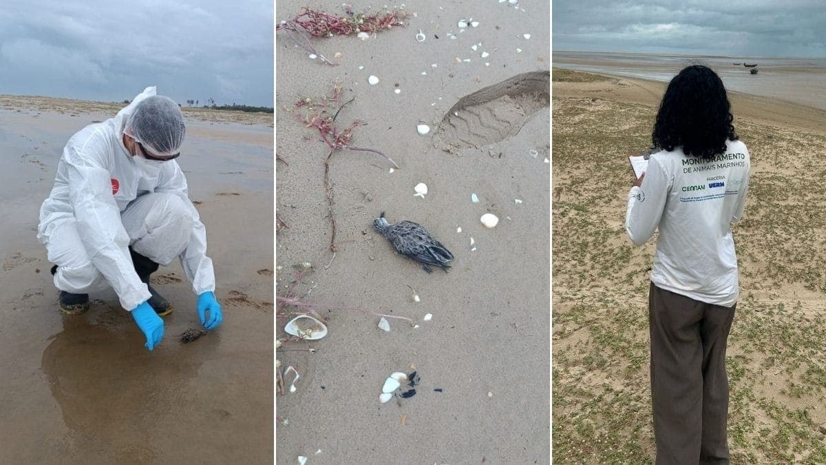 Autoridades investigam a morte de 100 aves marinhas no MA