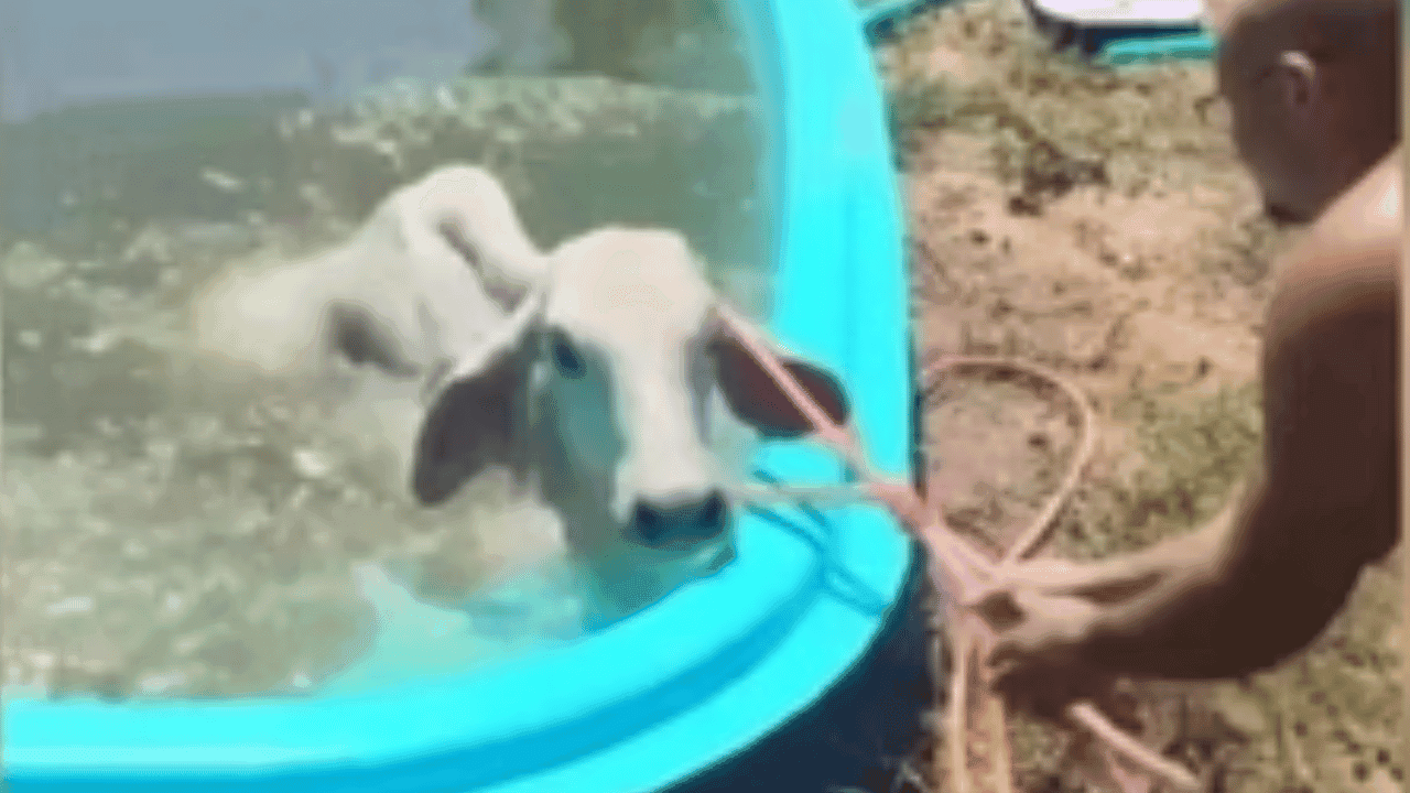 Vaca é vista se refrescando em piscina em Santa Catarina