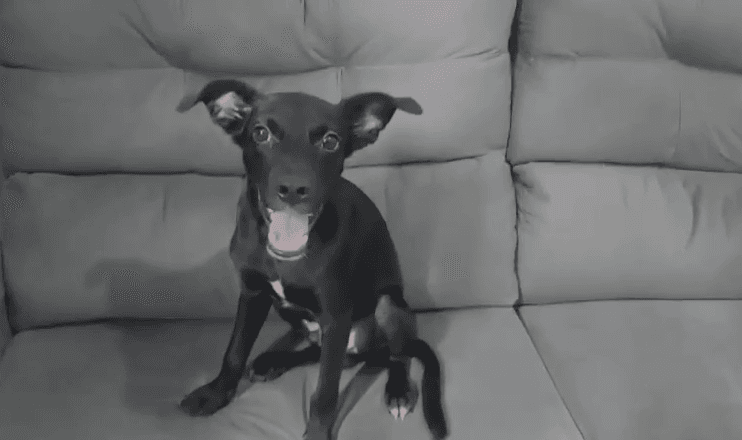 Dois dos seis cachorrinhos abandonados em Cordovil, na Zona Norte do Rio, foram adotados nesta segunda-feira (10)