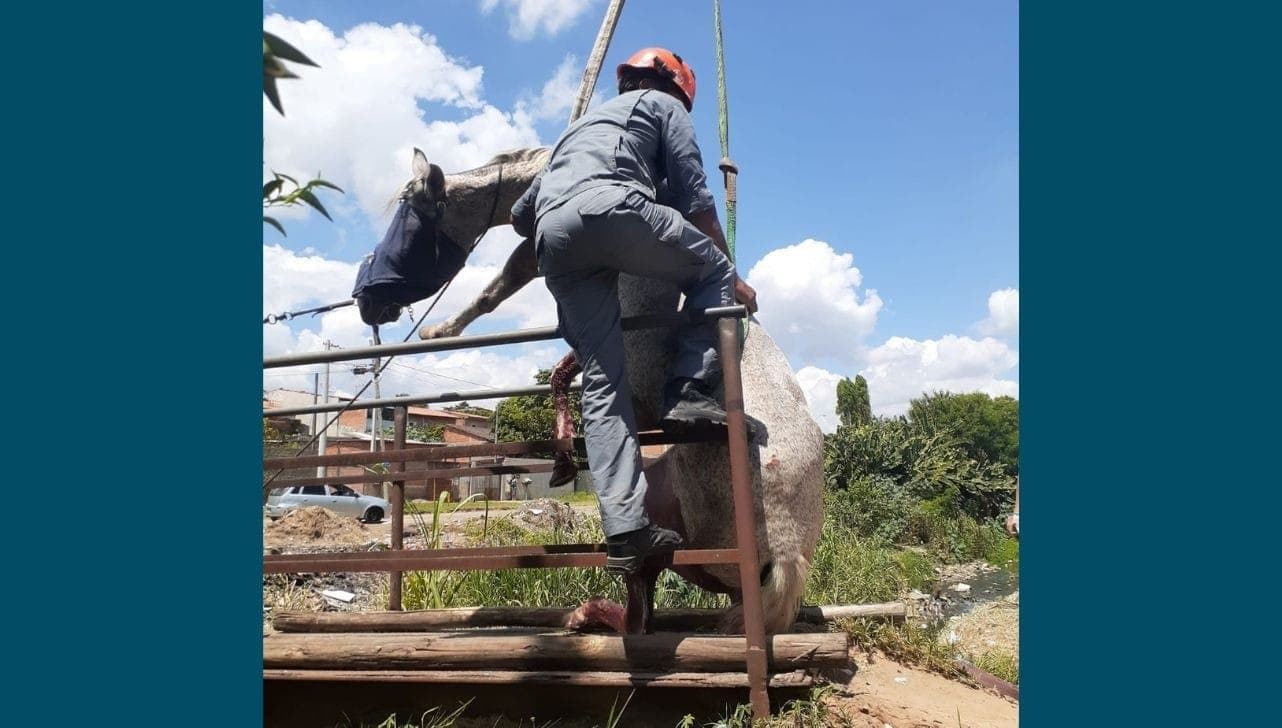 O animal foi resgato e encaminhado para receber atendimento veterinário