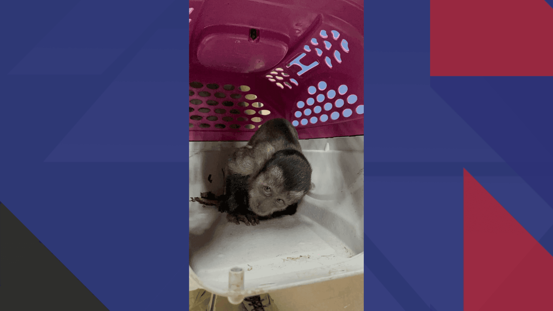 Os animais foram resgatados pelo Instituto Vida Livre