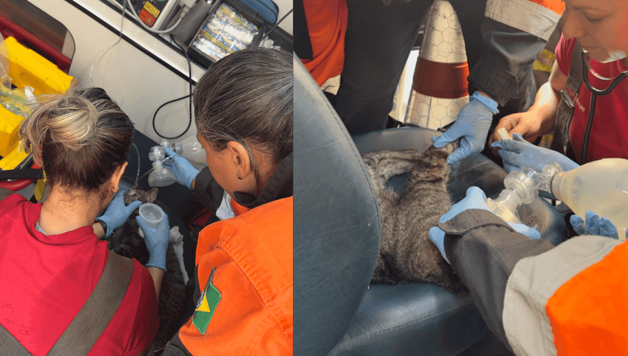 Bombeiros improvisaram equipamentos de respiração para salvar o gato