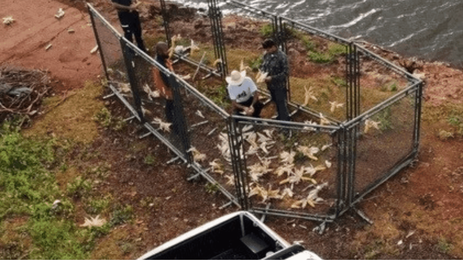 A capivara tem parte de uma armadilha presa ao corpo
