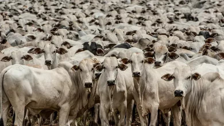 Cerca de 39 milhões de cabeças de gado foram abatidas em 2024