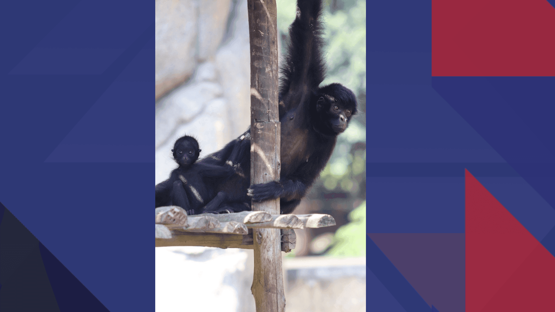 O animal é o primeiro filhote da espécie no zoológico