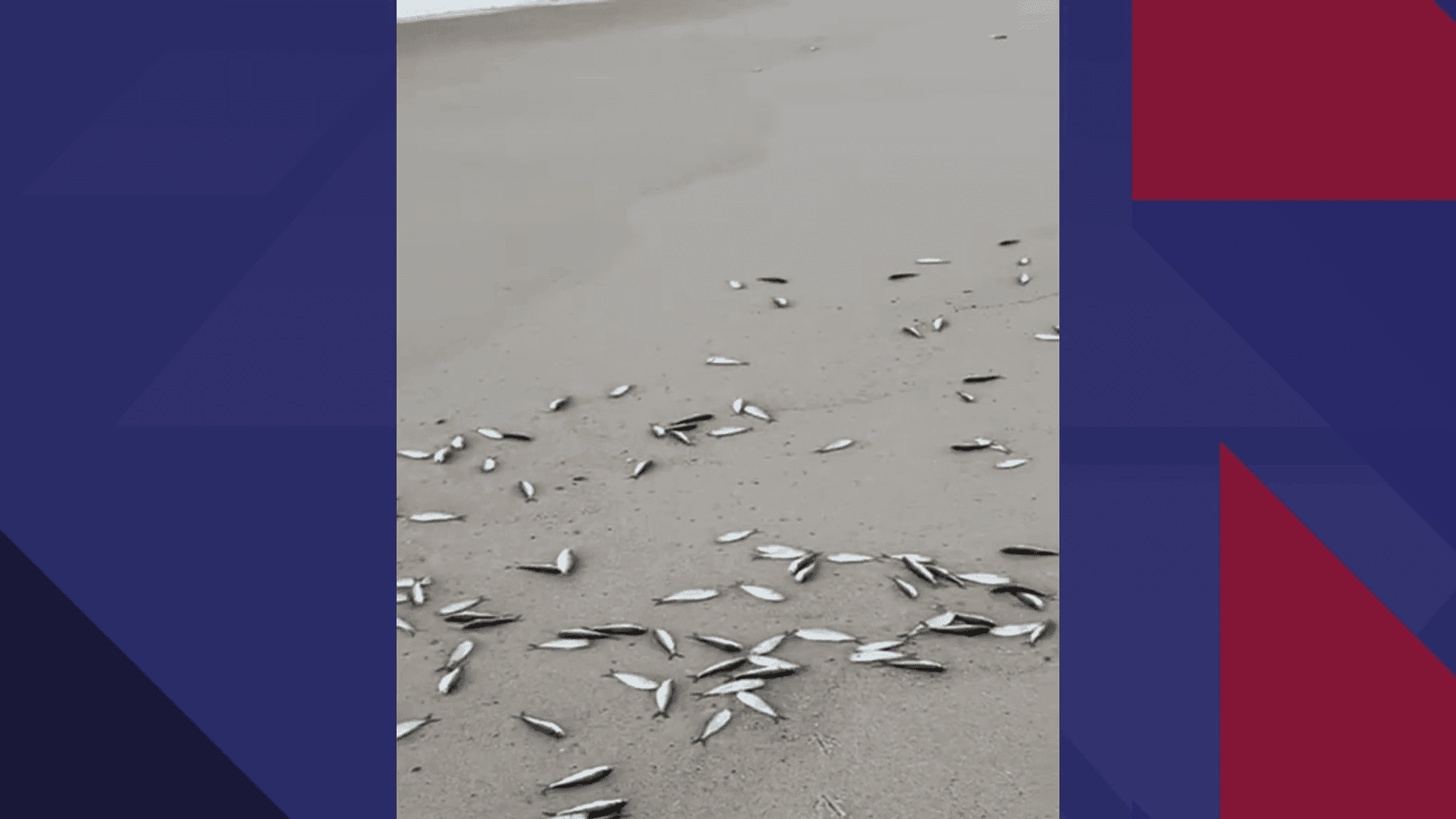 Ouvinte encontra peixes mortos na Praia do Recreio