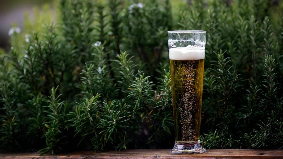 Melhor cerveja do Brasil leva limão-rosa e alecrim