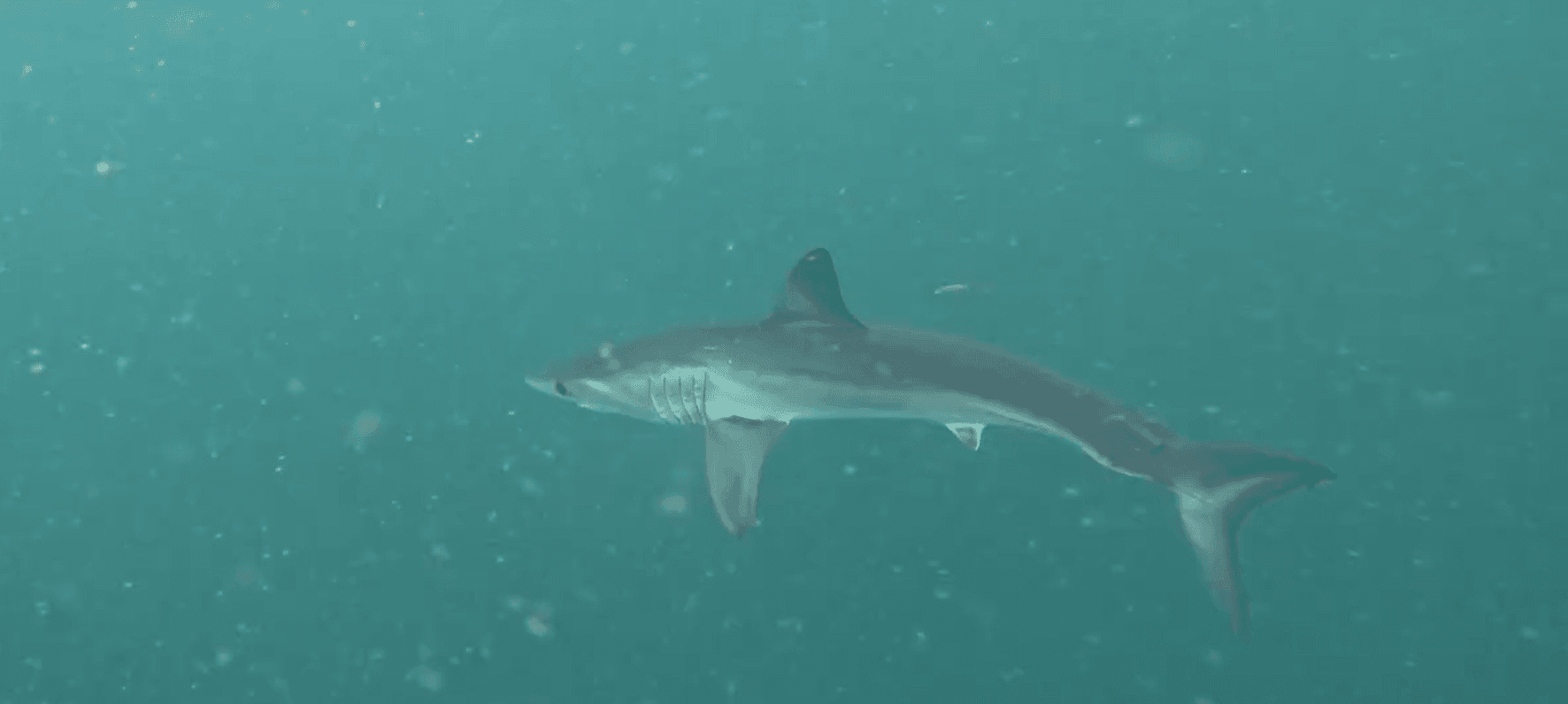 Um dos nadadores mais rápidos dos oceanos, um tubarão mako